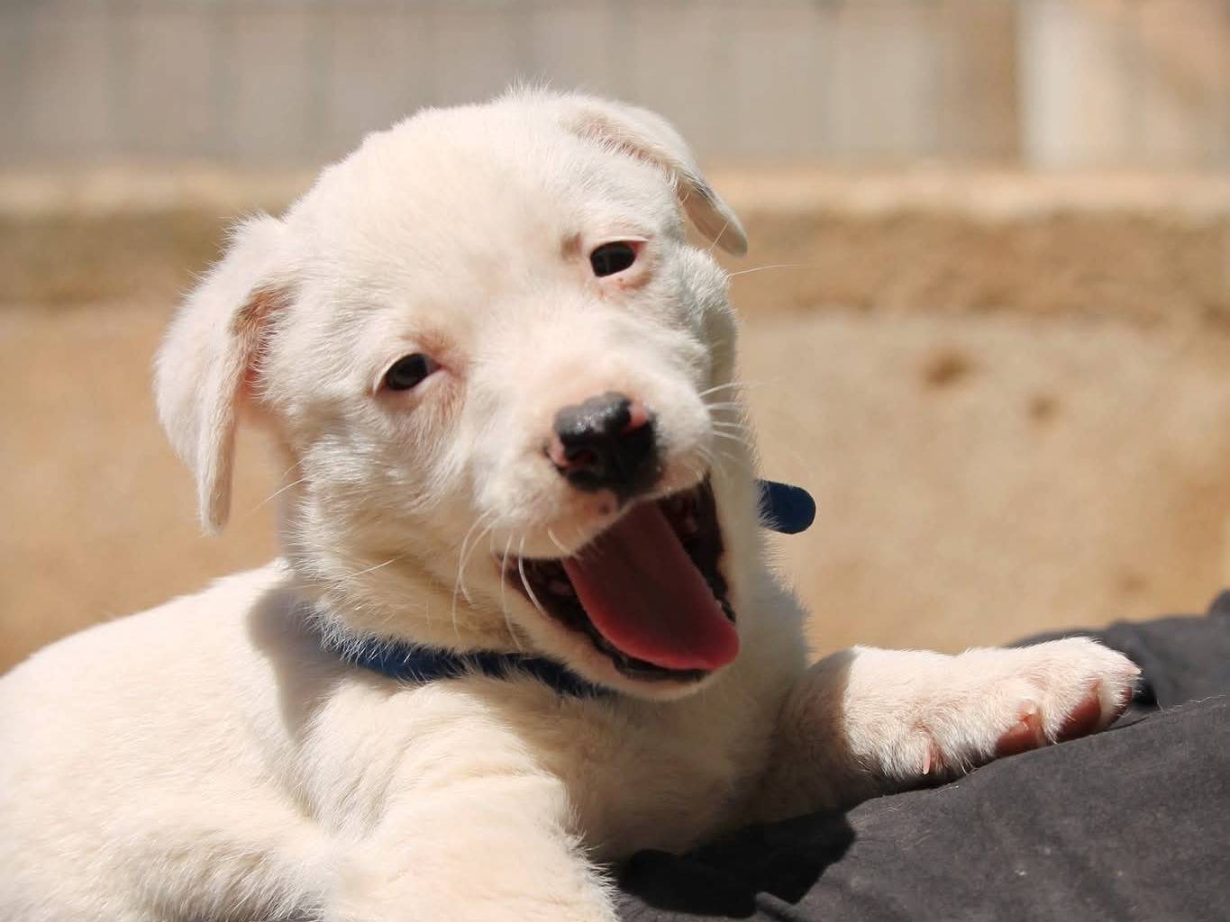 Vuoi adottare un cane a Lecce?