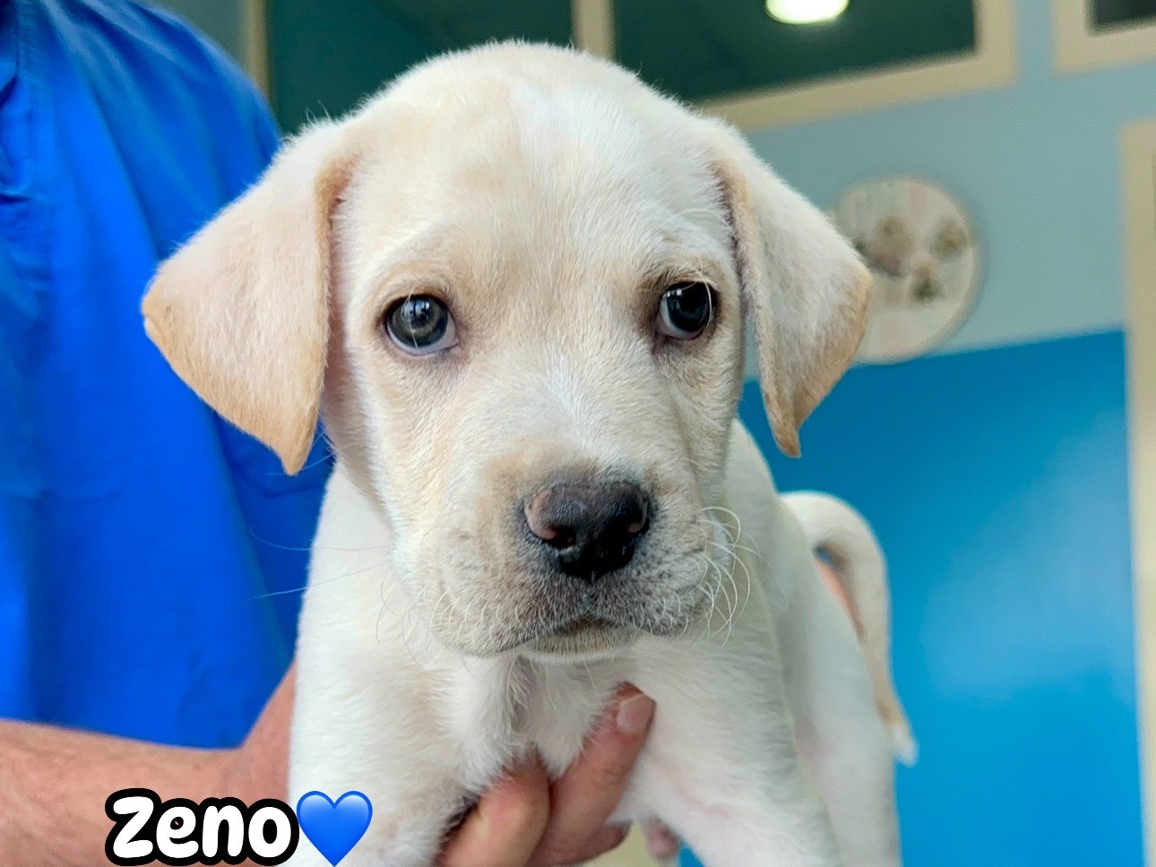 Adozione cane, maschio, Labrador Retriever Razza sconosciuta, 2 mesi, taglia media, Milano