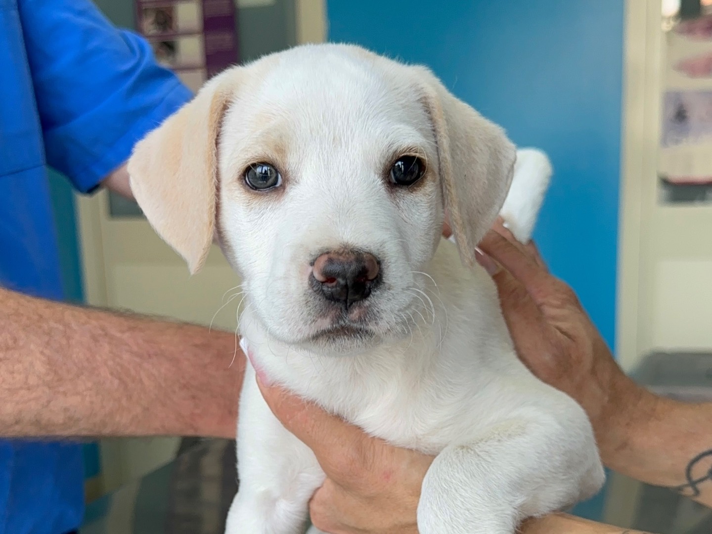 Adozione cane, femmina, Labrador Retriever Razza sconosciuta, 2 mesi, taglia media, Milano