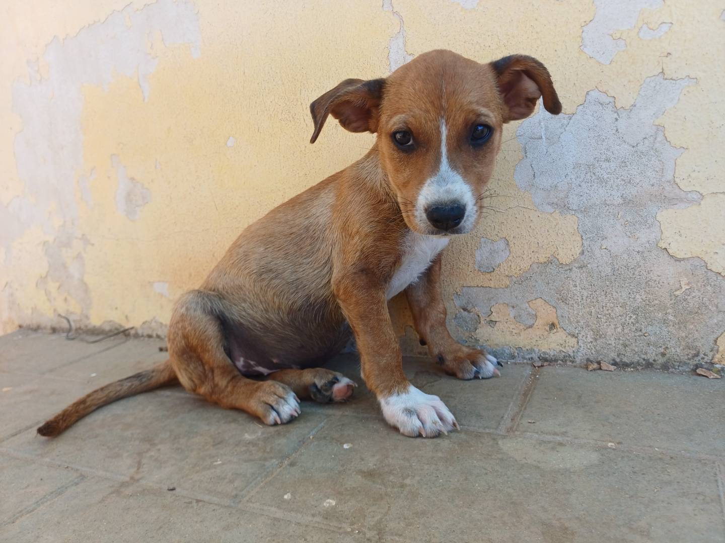 Vuoi adottare un cane a Lecce?