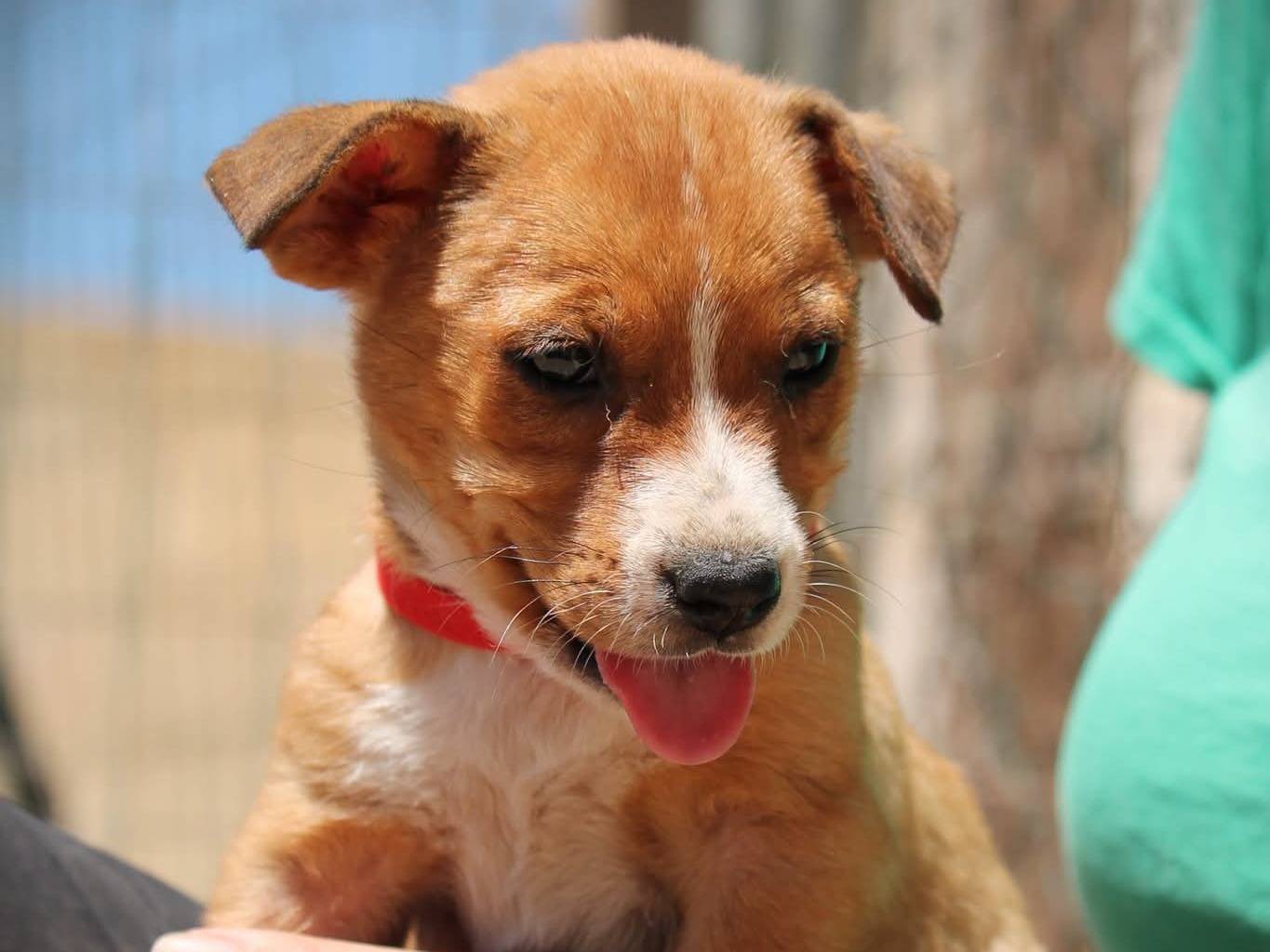 Adotta il cane Cherry a Lecce