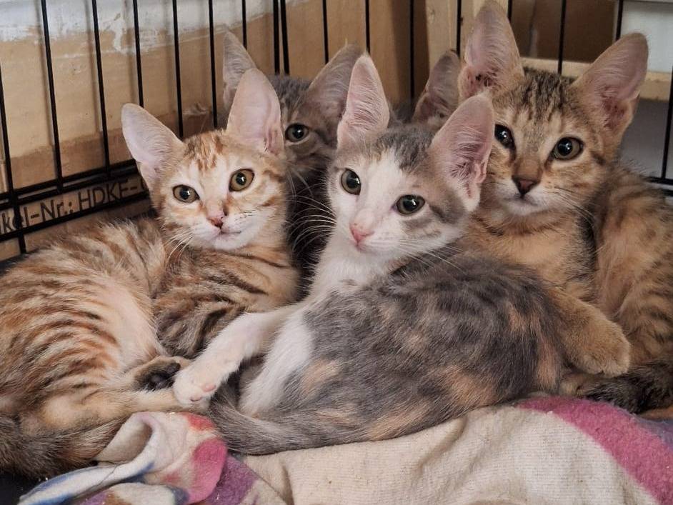 Adotta un gatto, femmina, 1 mese, Milano