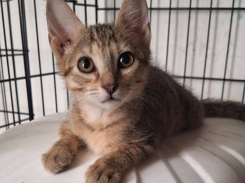 Adotta un gatto, taglia non valida, femmina, Milano