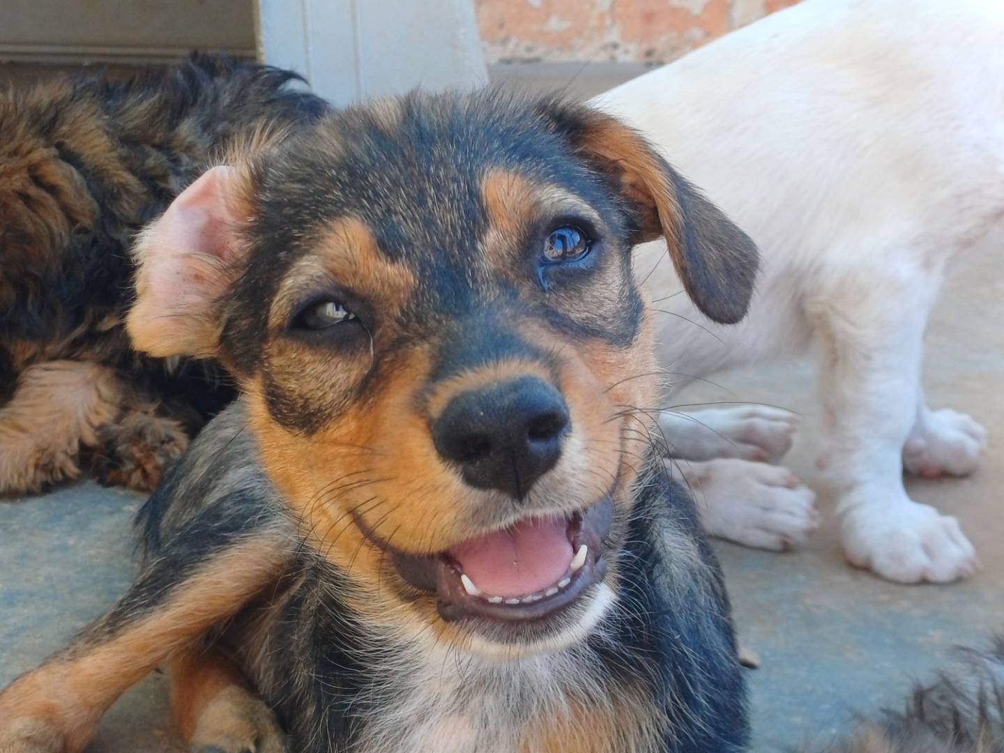 Adotta un cane, femmina, 3 mesi, Lecce
