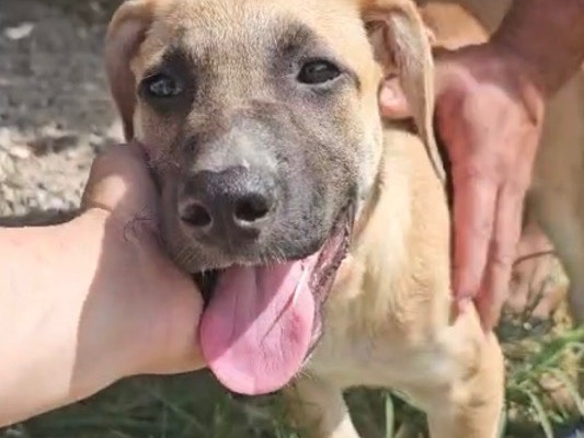 Adotta un cane, taglia media, femmina, Crotone