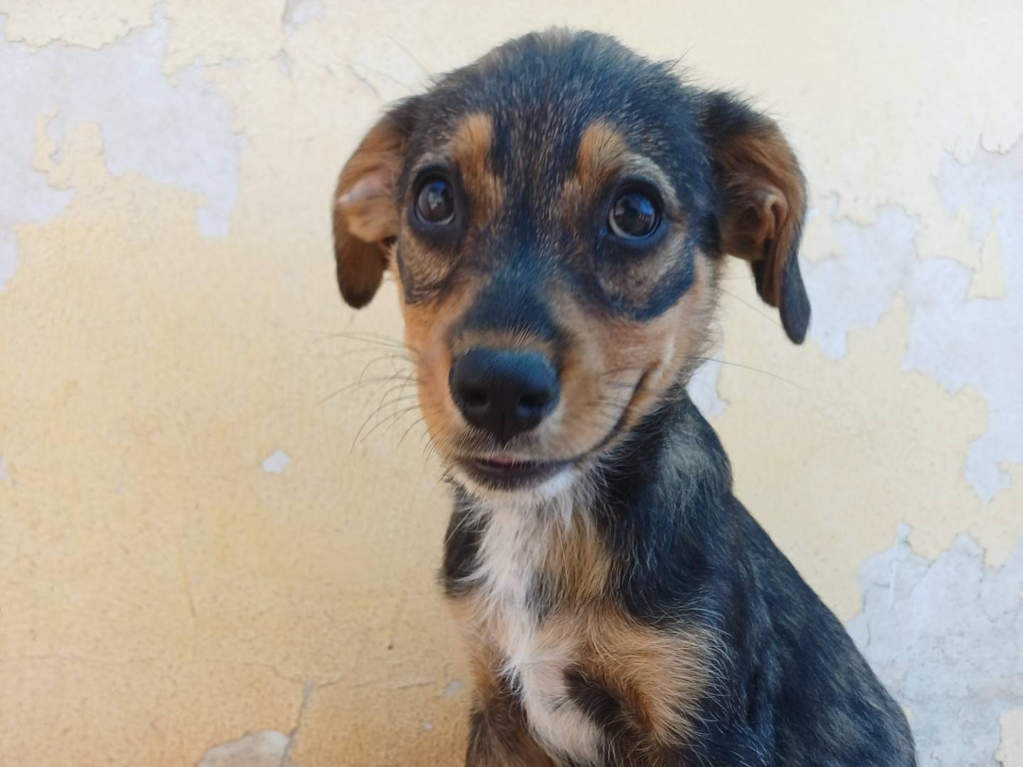 Adotta un cane, taglia media contenuta, femmina, Lecce