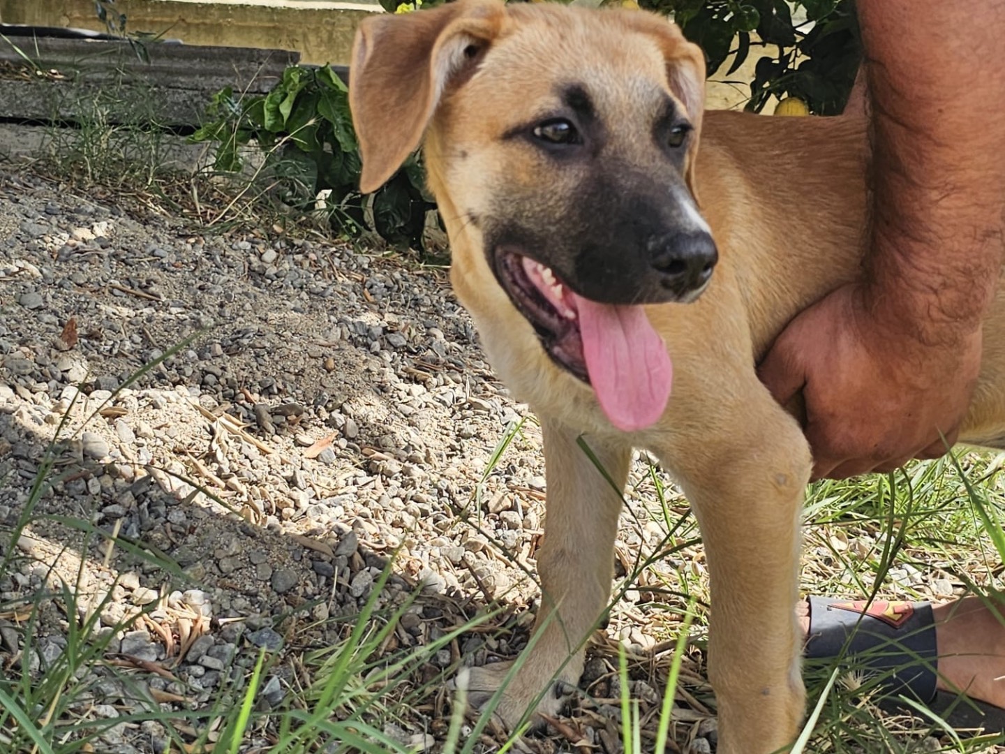 Adotta il cane Maya  a Crotone