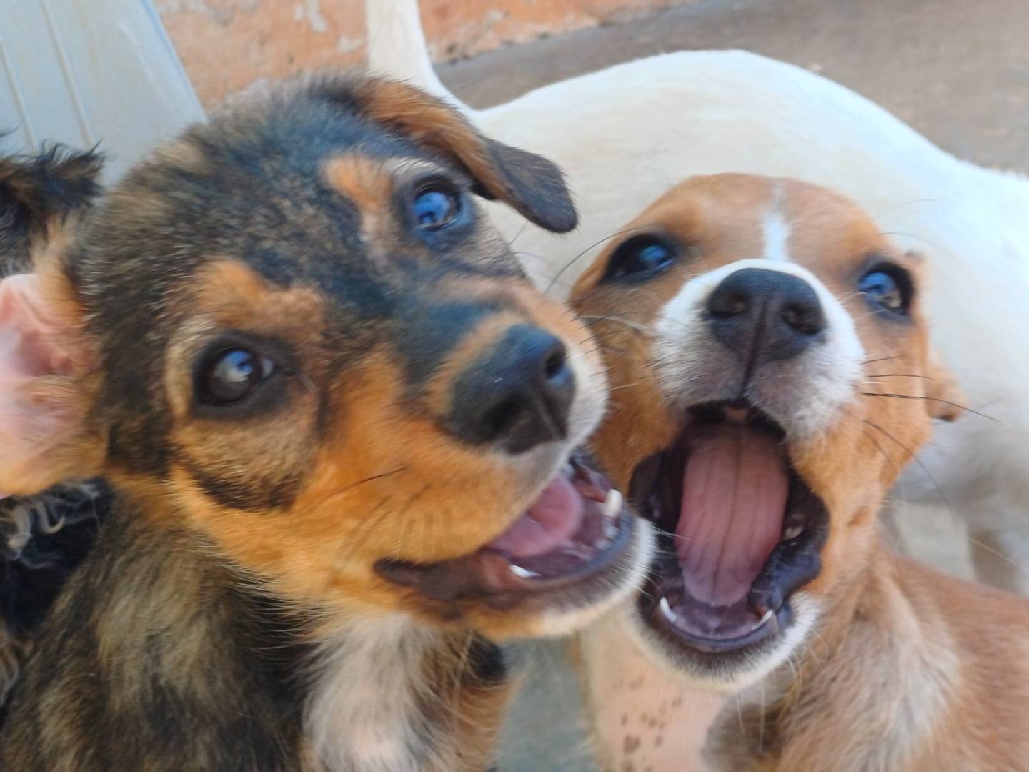 Vuoi adottare un cane a Lecce?