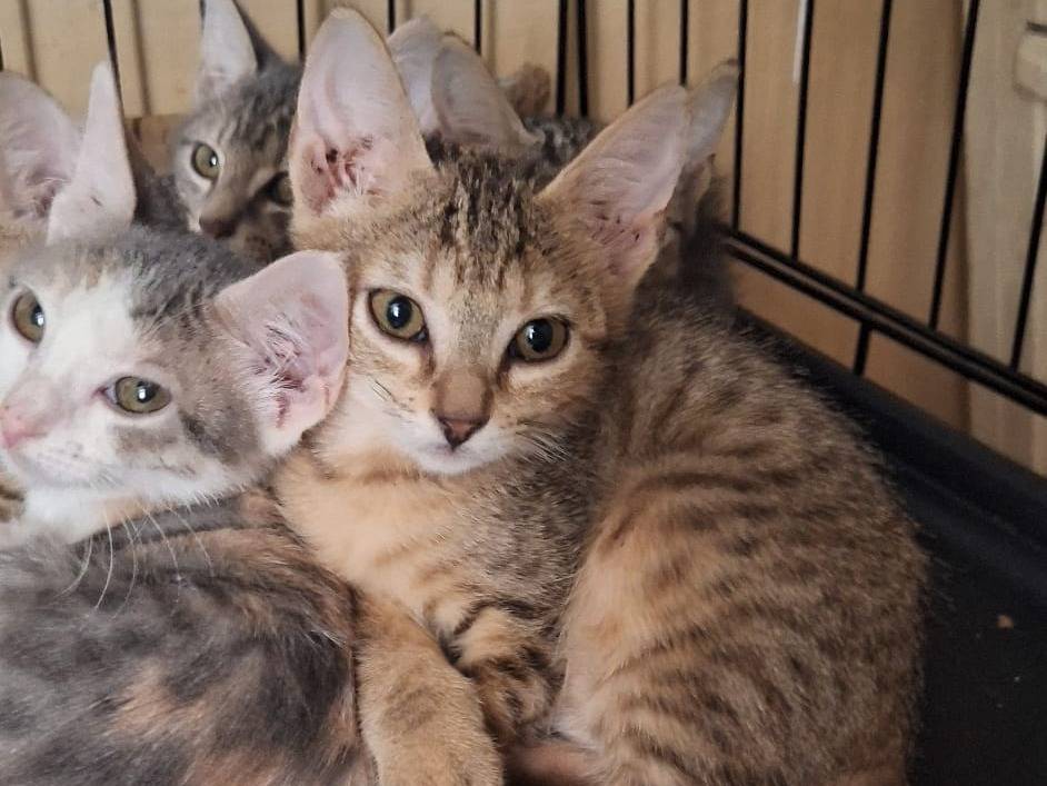 Vuoi adottare un gatto a Milano?
