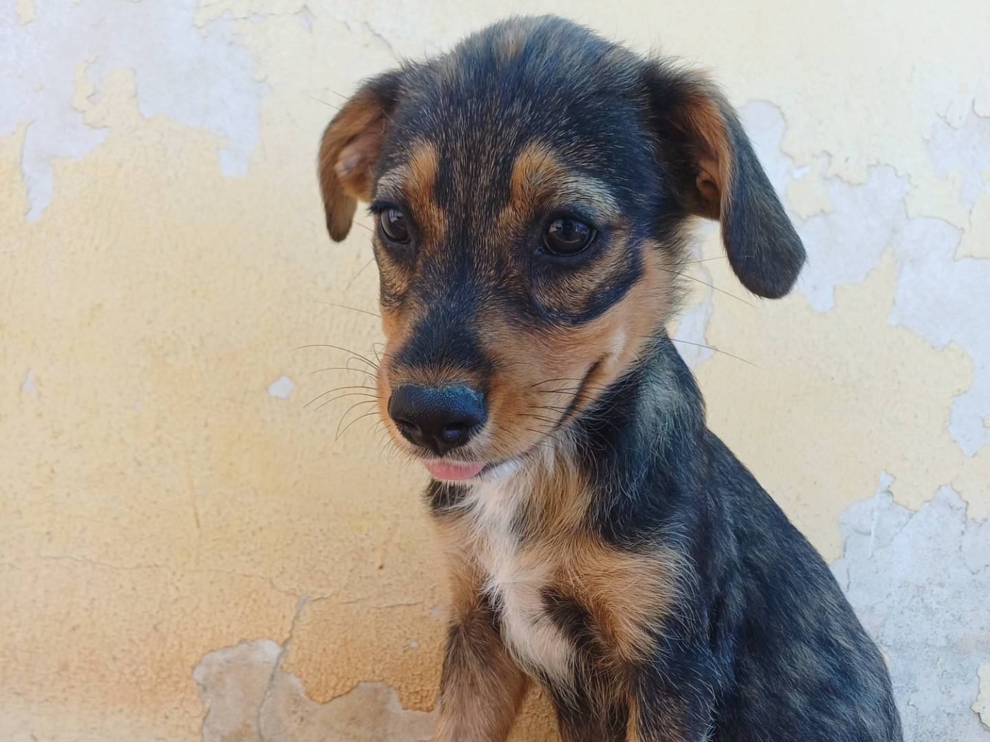 Adozione cane, femmina, Razza sconosciuta Razza sconosciuta, 3 mesi, taglia media contenuta, Lecce