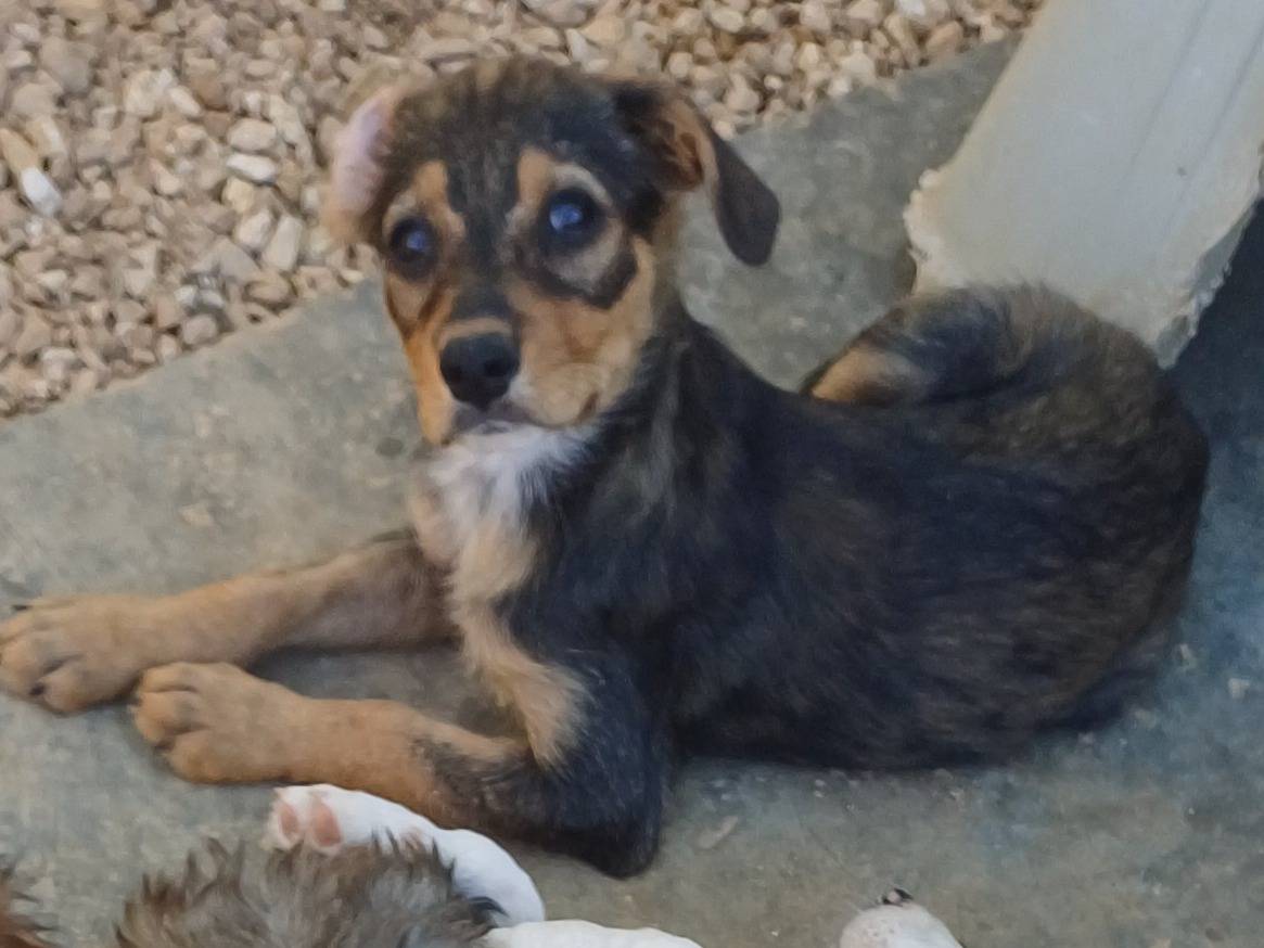 Adotta il cane Mela a Lecce