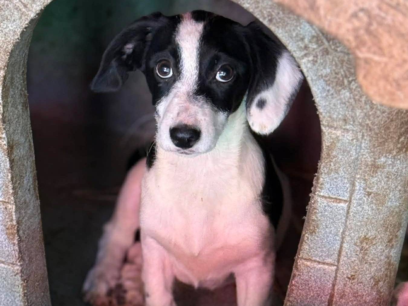 Adotta il cane FLORA e FANA a Firenze