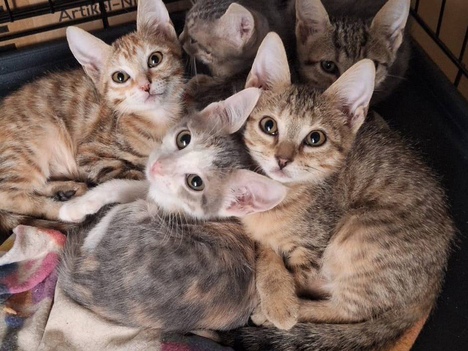 Adozione gatto, femmina, Razza sconosciuta Razza sconosciuta, 1 mese, taglia non valida, Milano