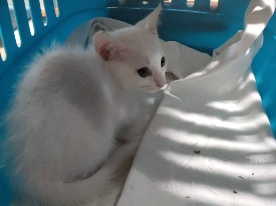 Adozione gatto, femmina, Razza sconosciuta Razza sconosciuta, 2 mesi, taglia non valida, Ravenna