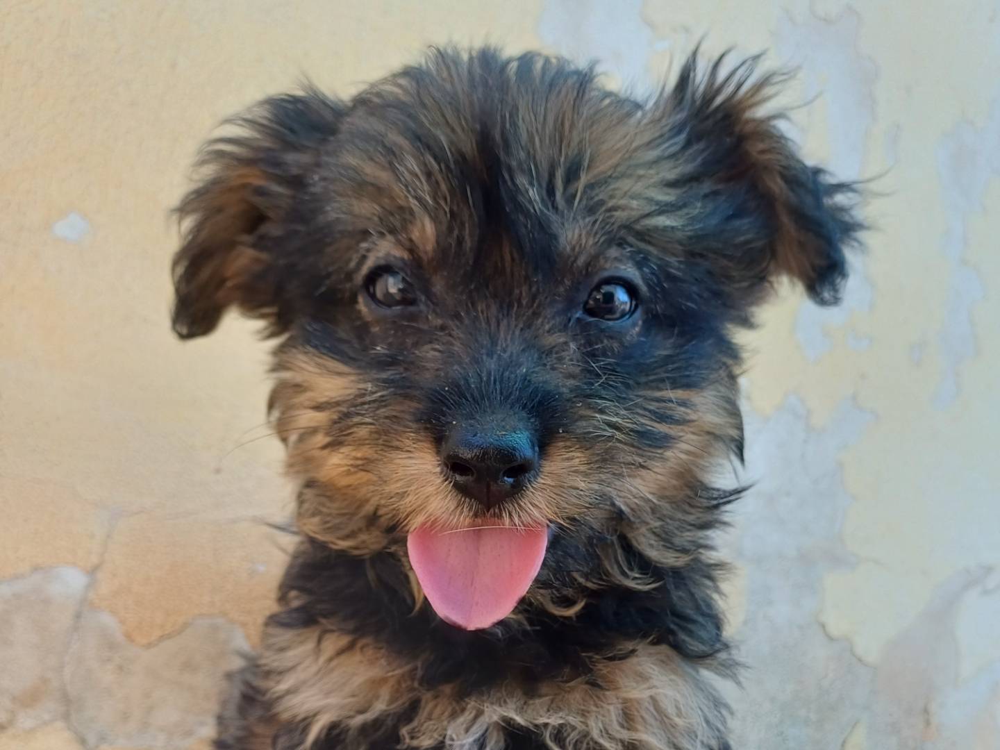 Adozione cane, femmina, Razza sconosciuta Razza sconosciuta, 3 mesi, taglia media contenuta, Lecce