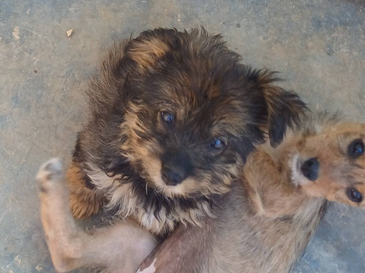 Adotta un cane, taglia media contenuta, femmina, Lecce