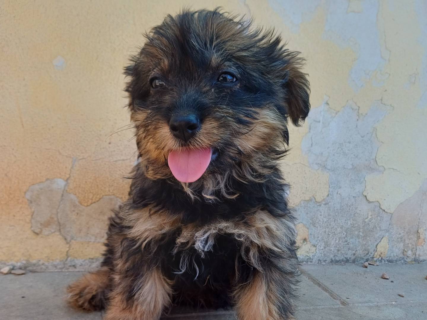 Vuoi adottare un cane a Lecce?