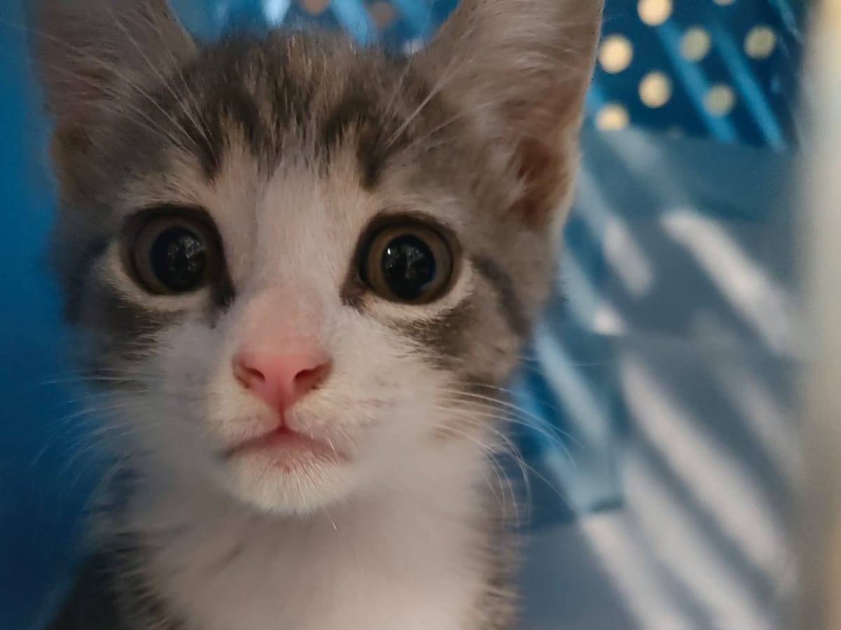 Adozione gatto, maschio, Razza sconosciuta Razza sconosciuta, 2 mesi, taglia non valida, Ravenna