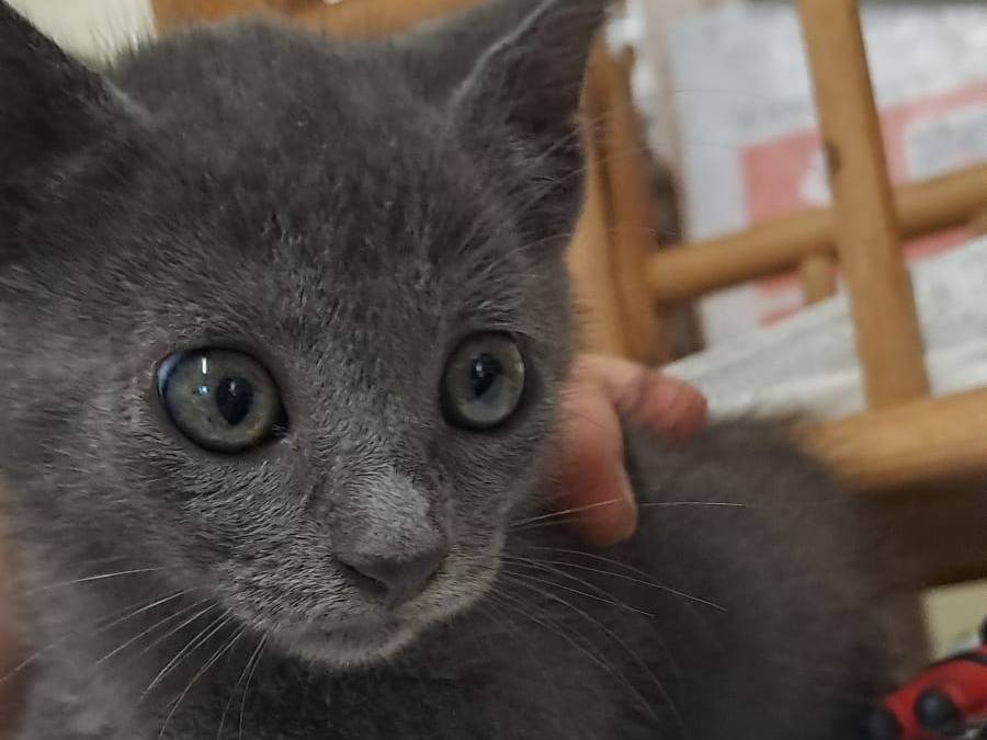 Adozione gatto, femmina, Razza sconosciuta Razza sconosciuta, 2 mesi, taglia non valida, Ravenna