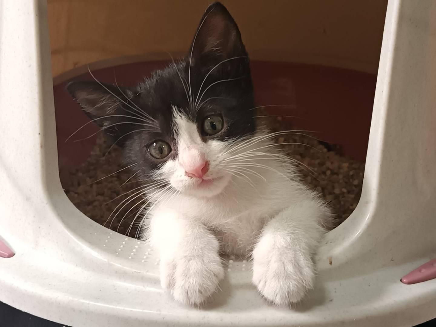 Adozione gatto, femmina, Razza sconosciuta Razza sconosciuta, 2 mesi, taglia non valida, Ravenna