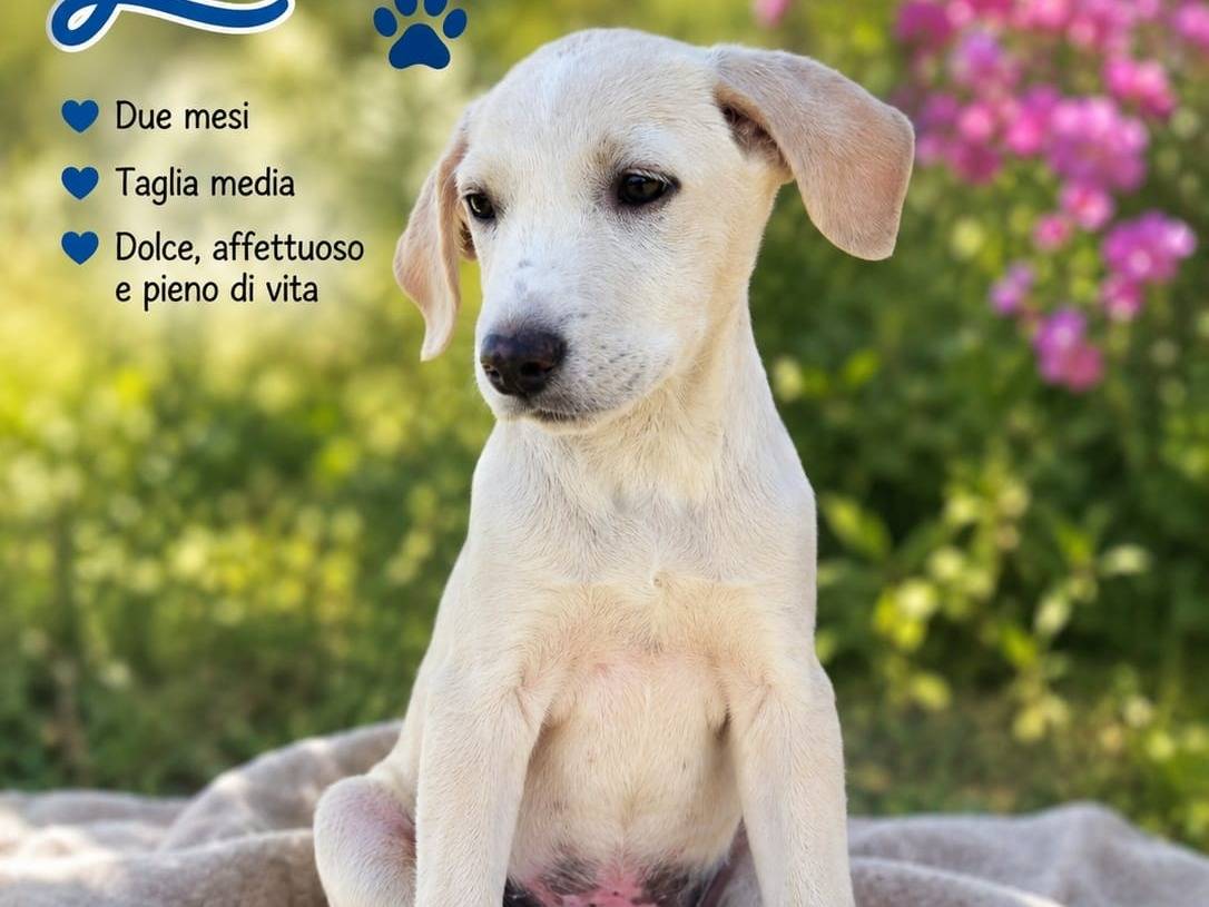 Adozione cane, maschio, Razza sconosciuta Razza sconosciuta, 3 mesi, taglia media, Alessandria