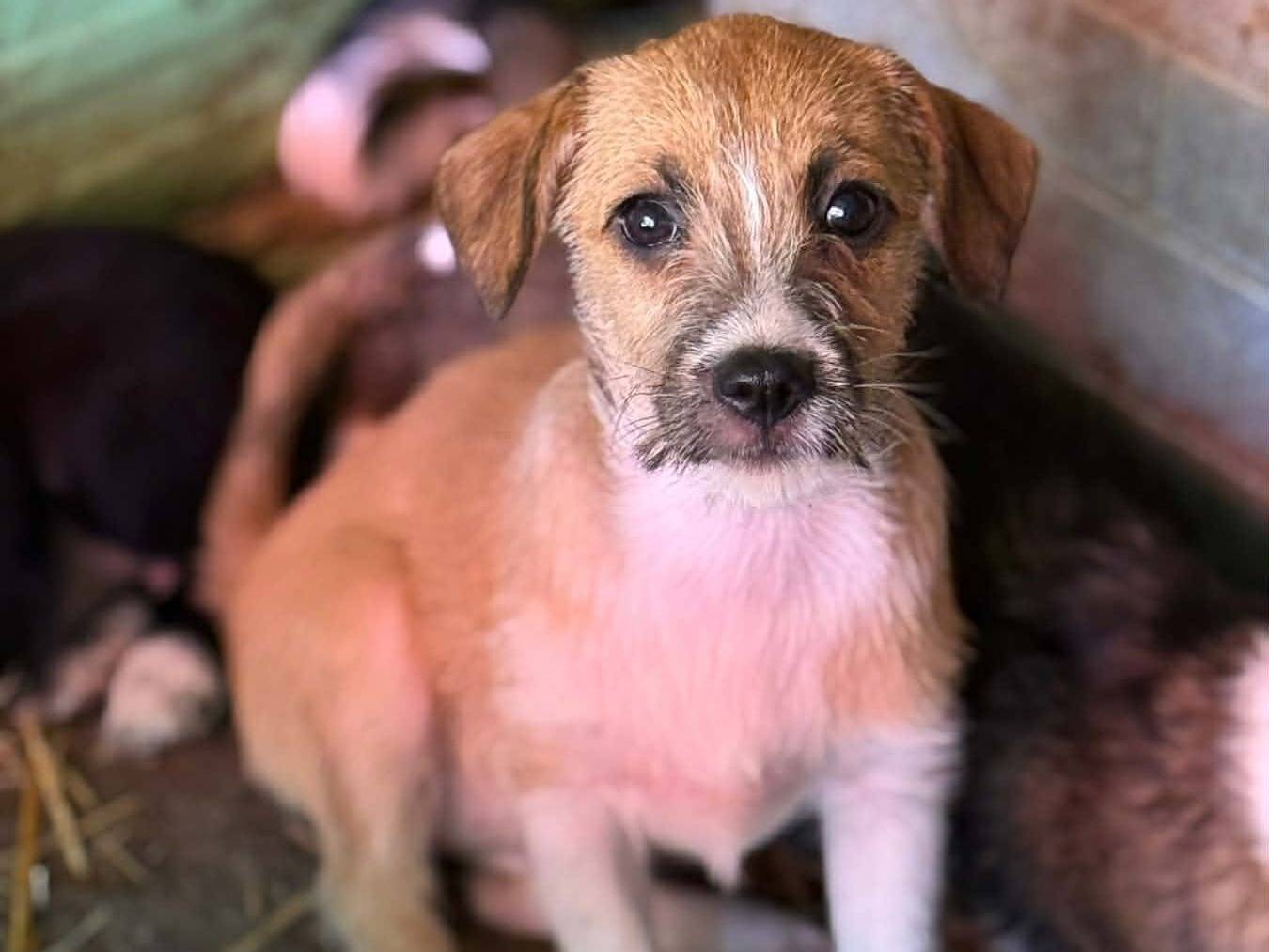 Adotta un cane, femmina, 2 mesi, Firenze