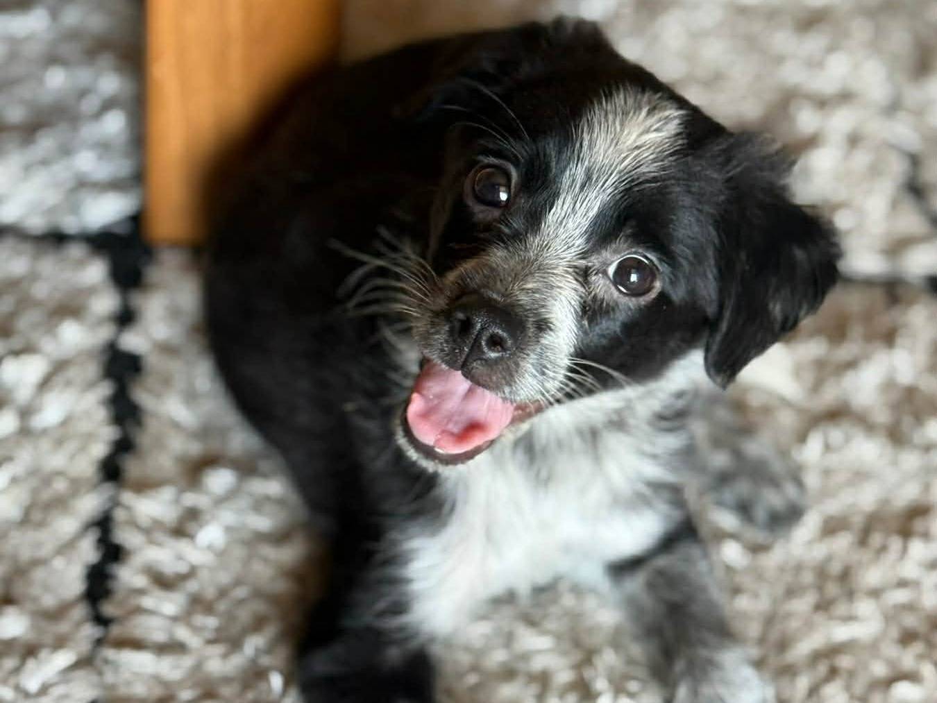 Adozione cane, femmina, Razza sconosciuta Razza sconosciuta, 2 mesi, taglia piccola, Firenze