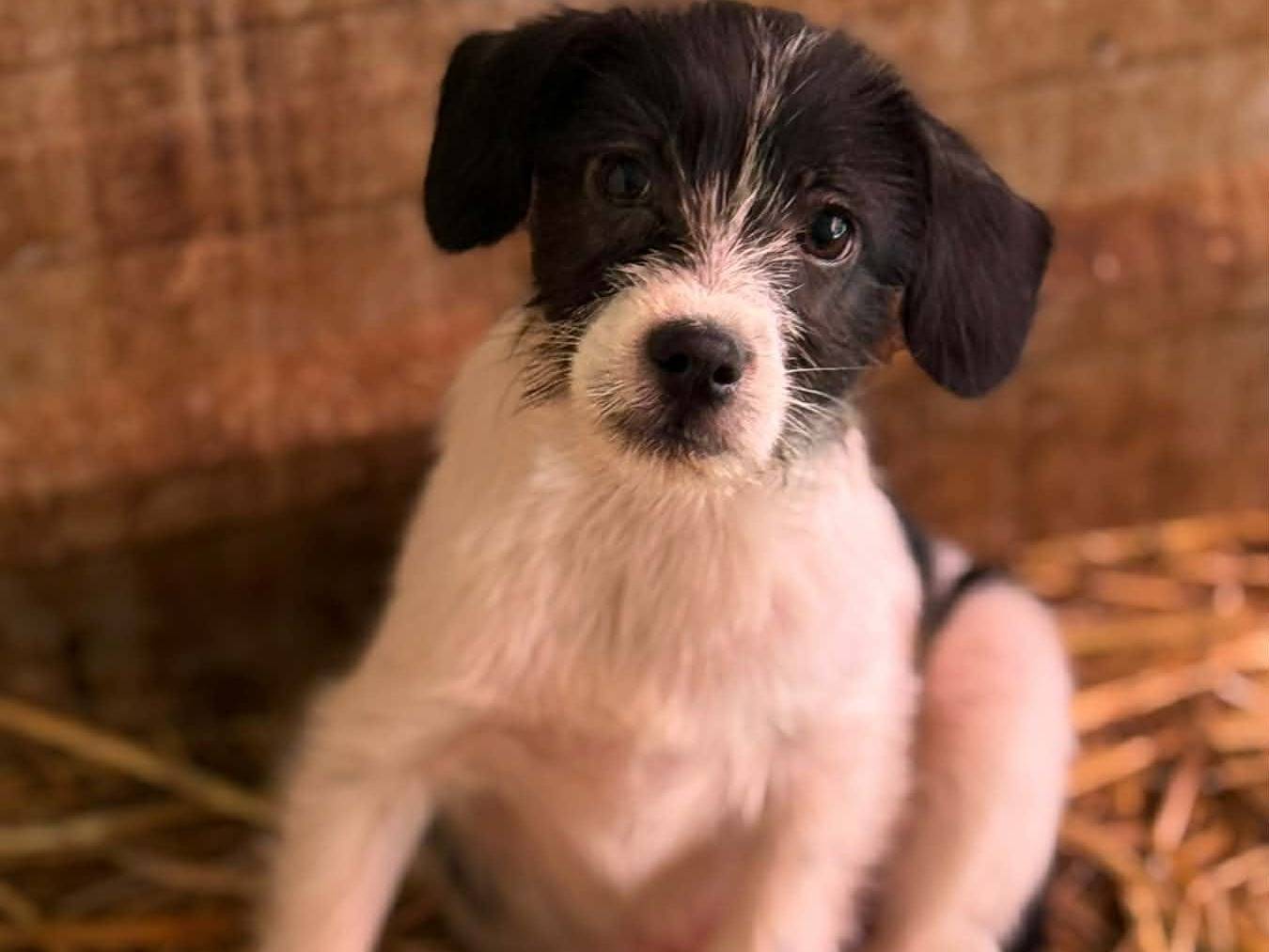 Adotta un cane, taglia piccola, femmina, Firenze