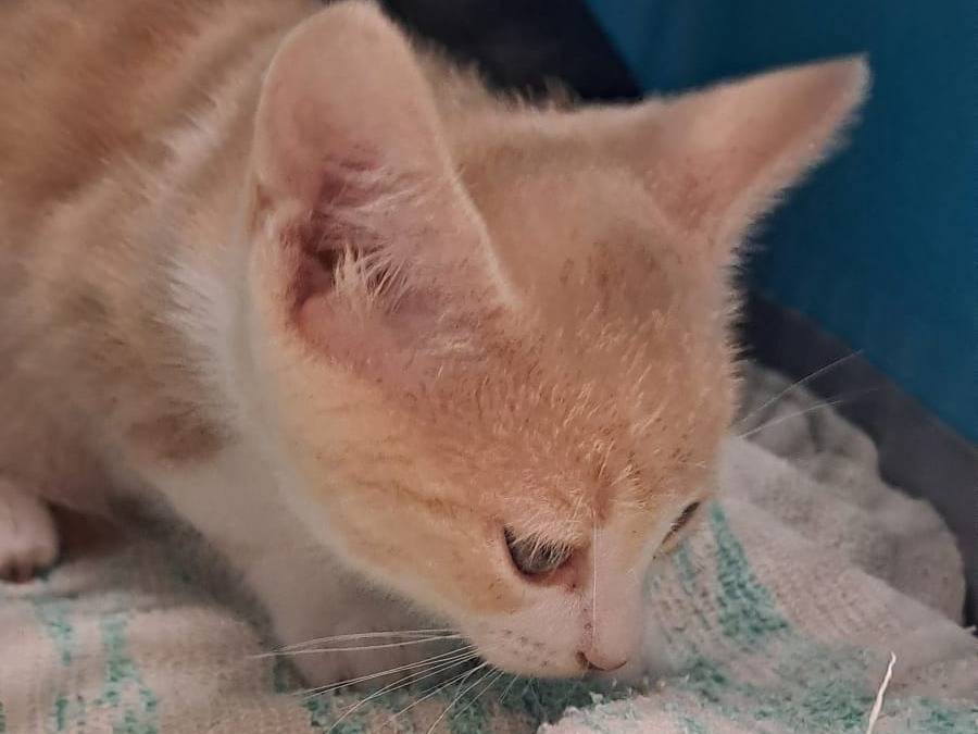 Adozione gatto, maschio, Razza sconosciuta Razza sconosciuta, 2 mesi, taglia non valida, Ravenna