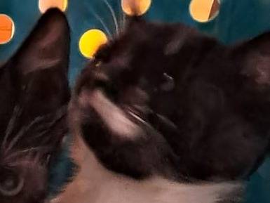Adozione gatto, maschio, Razza sconosciuta Razza sconosciuta, 2 mesi, taglia non valida, Ravenna