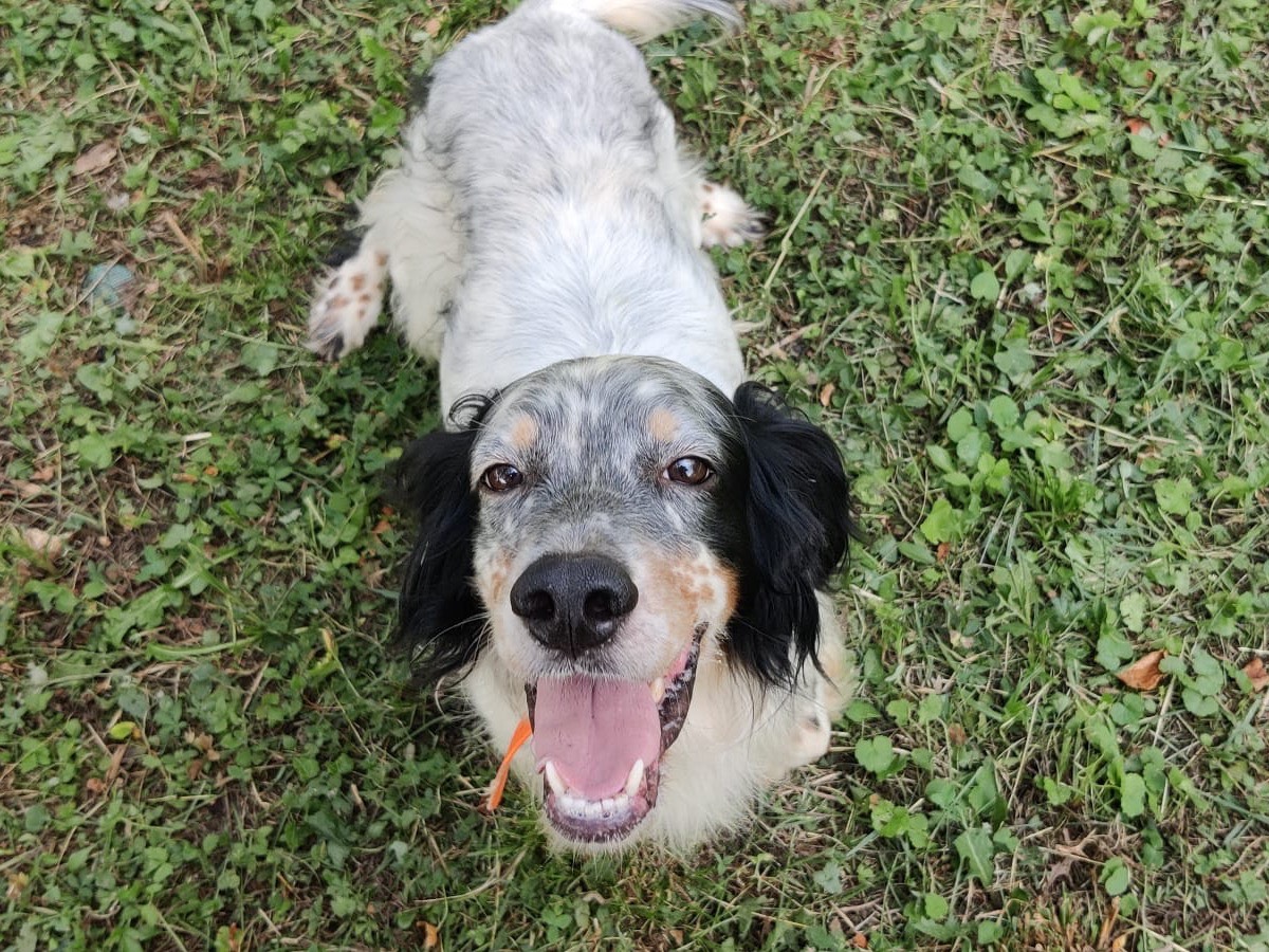 Adozione cane, maschio, Setter Inglese Razza sconosciuta, 5 anni e 2 mesi, taglia media, Trento