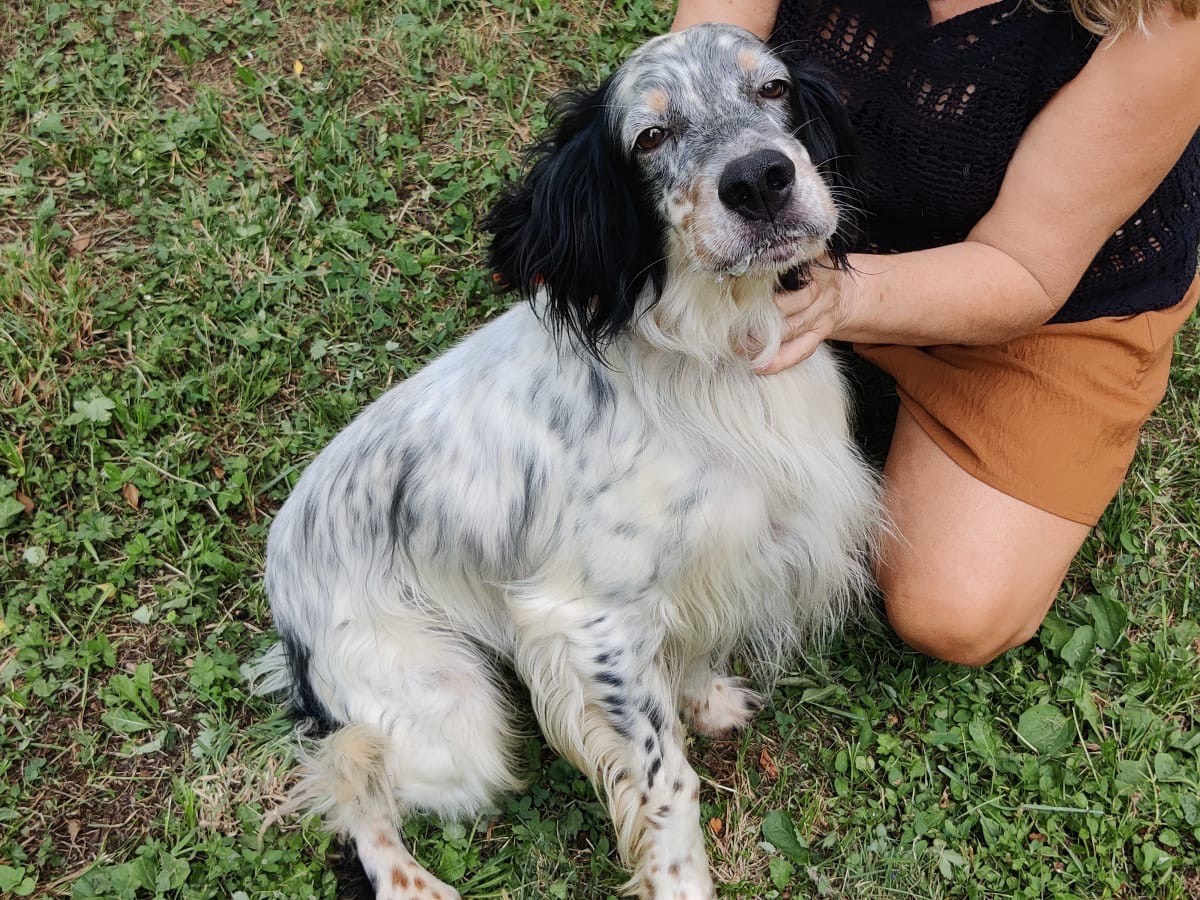 Adotta un cane, maschio, 5 anni e 2 mesi, Trento
