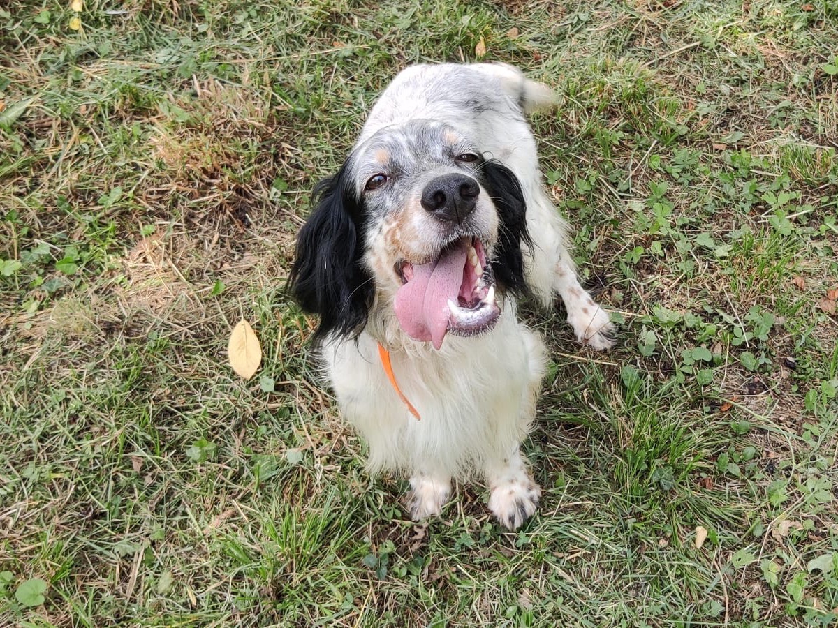 Adotta un cane, taglia media, maschio, Trento
