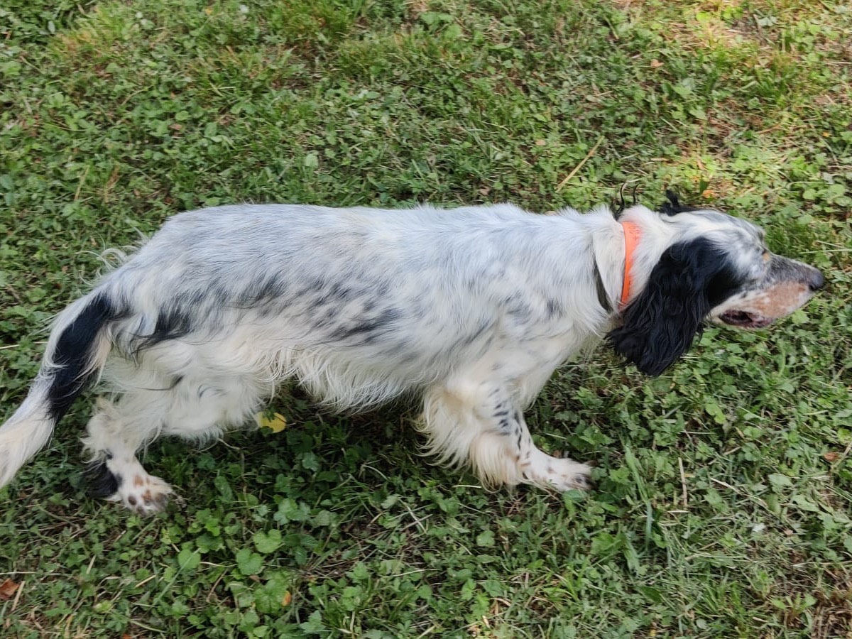 Vuoi adottare un cane a Trento?