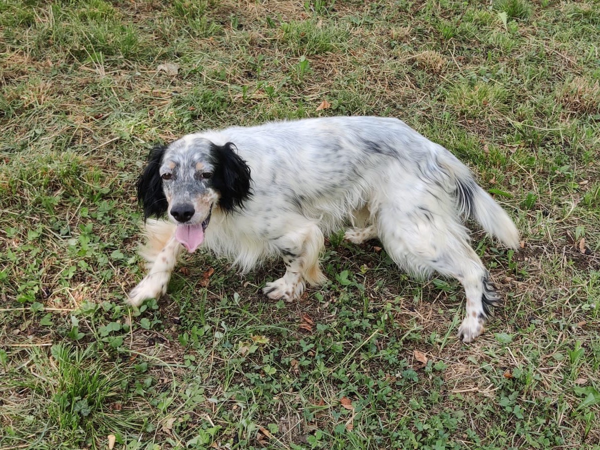 Adotta il cane Kibra a Trento