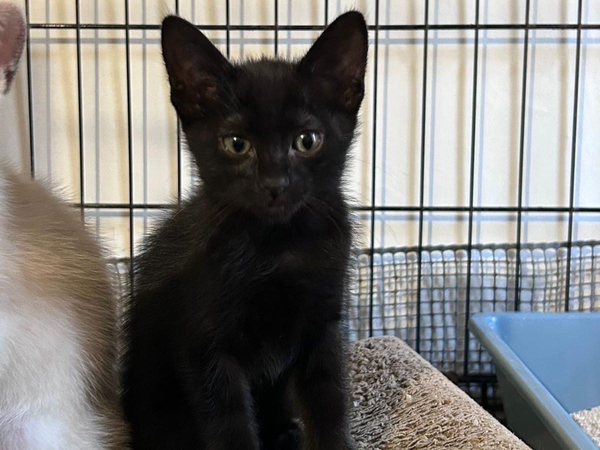 Adotta un gatto, femmina, 2 mesi, Padova
