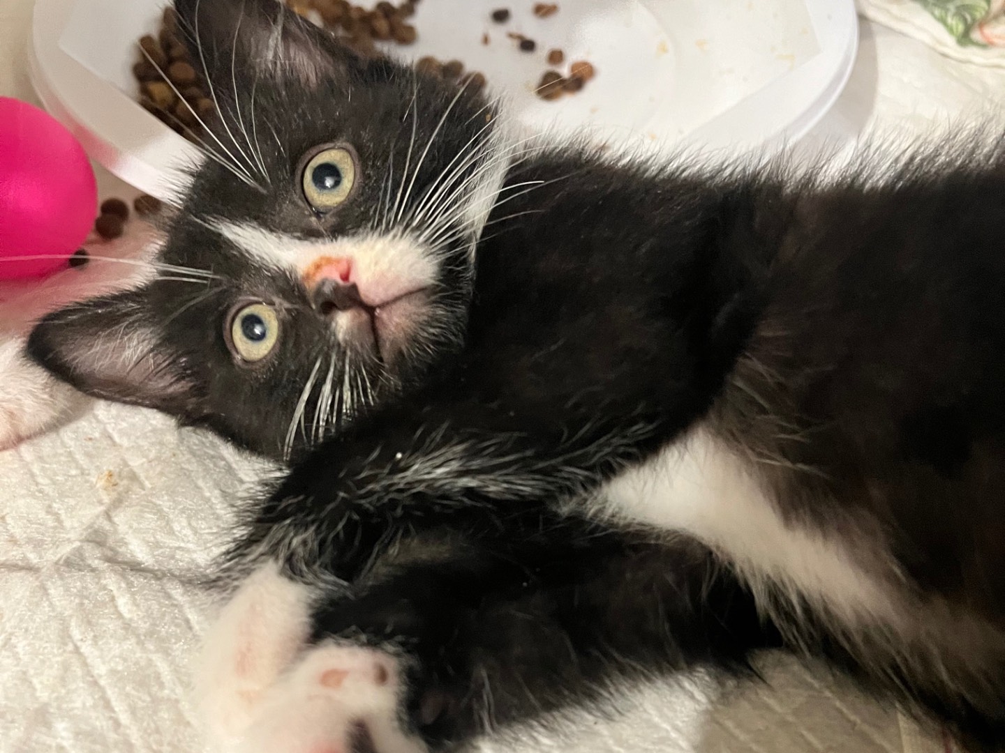 Adozione gatto, maschio, Razza sconosciuta Razza sconosciuta, 2 mesi, taglia non valida, Padova