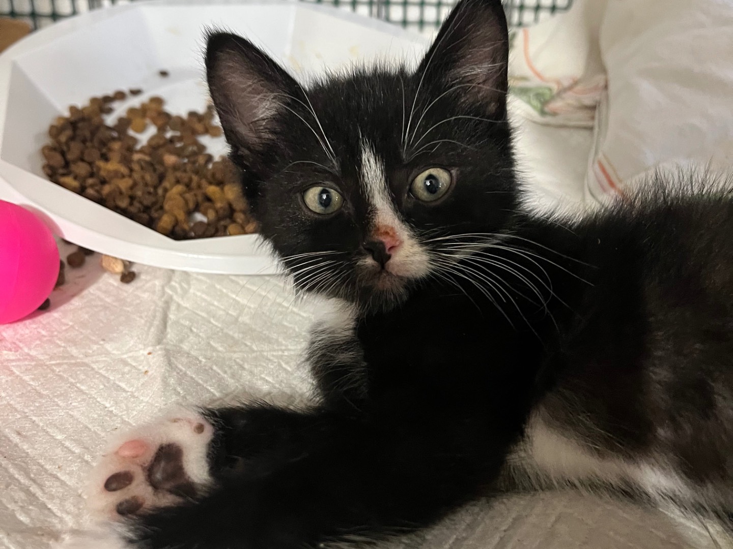 Adotta un gatto, maschio, 2 mesi, Padova