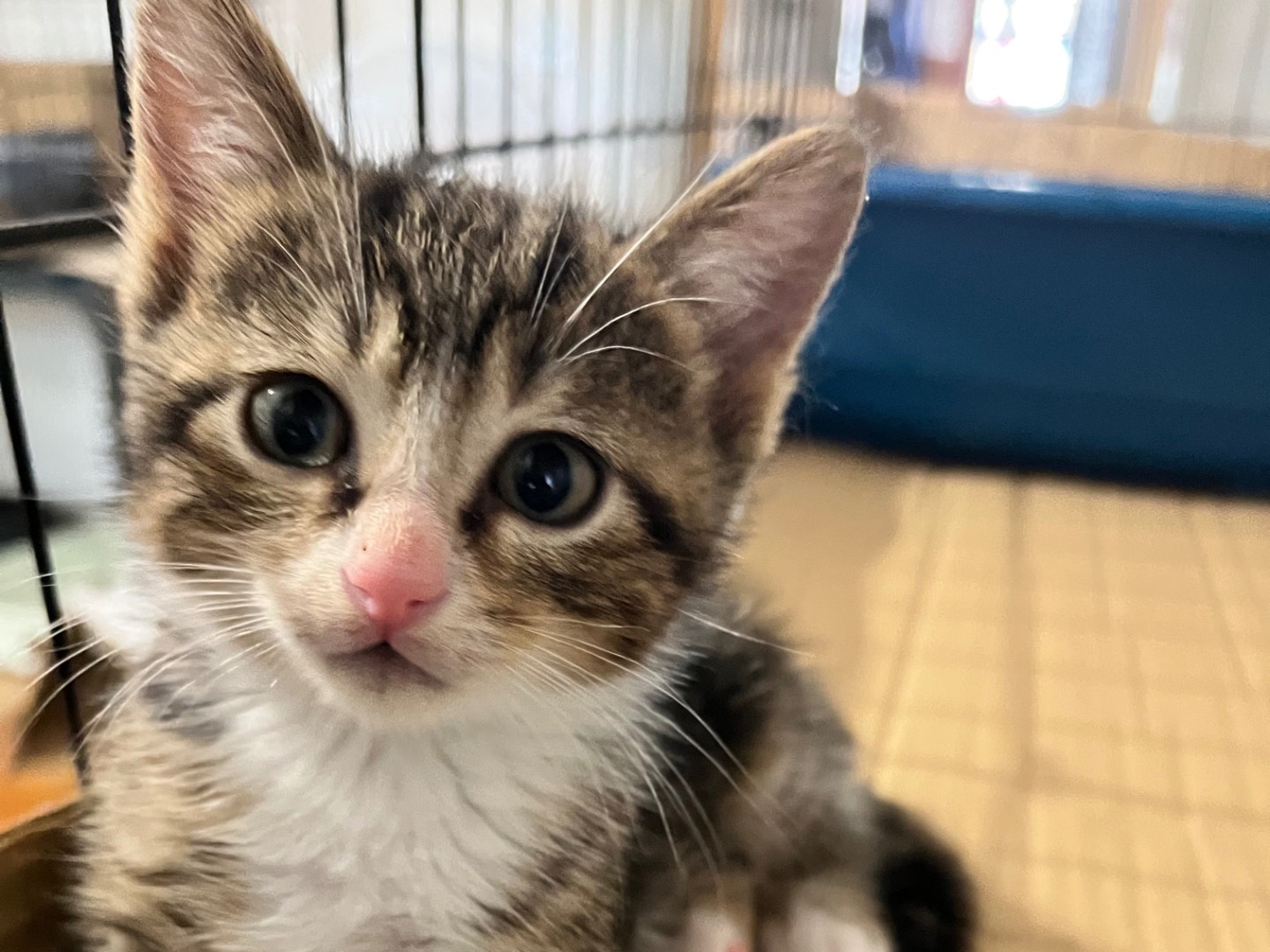 Adozione gatto, maschio, Razza sconosciuta Razza sconosciuta, 2 mesi, taglia non valida, Padova