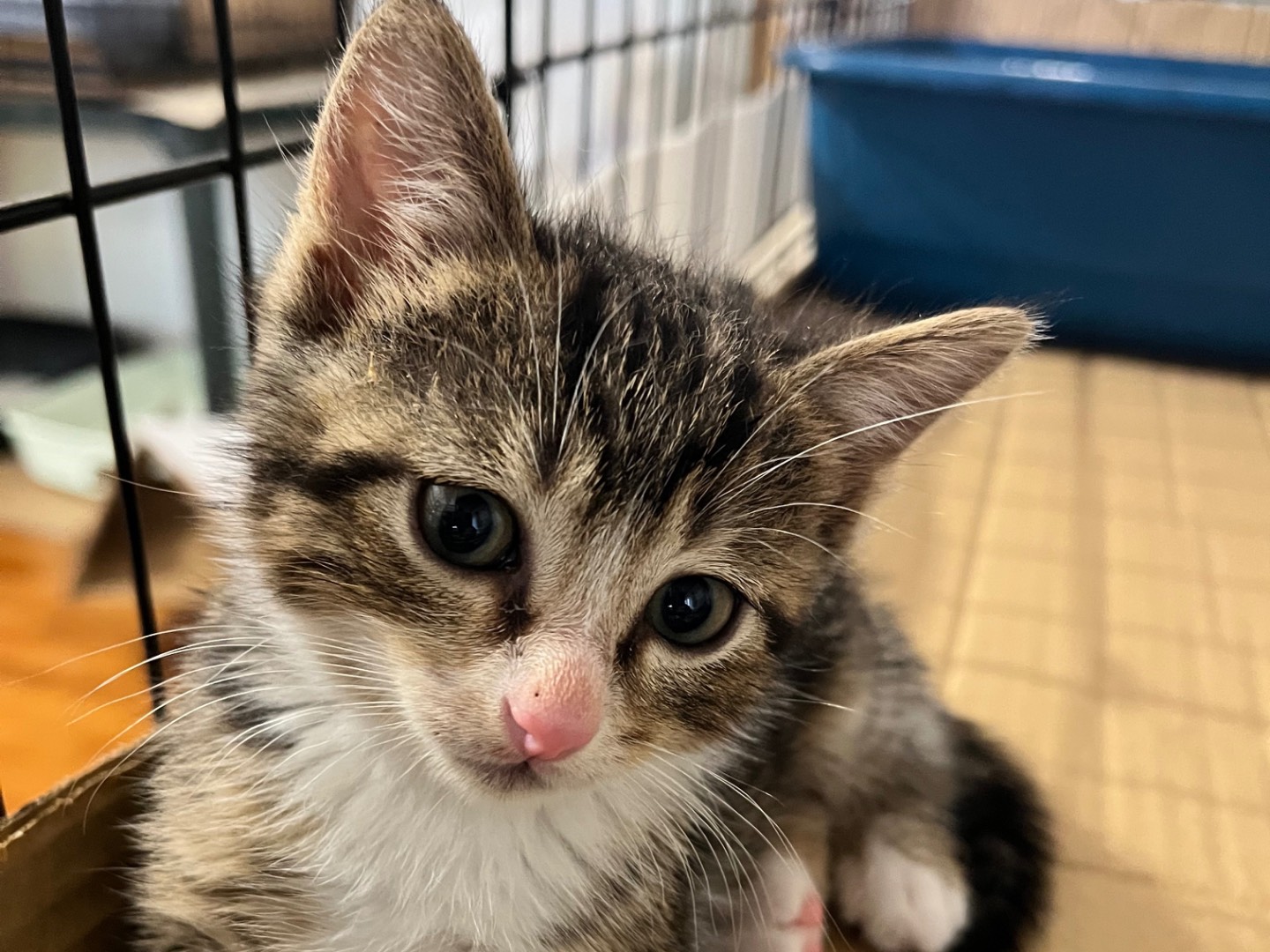 Adotta un gatto, maschio, 2 mesi, Padova