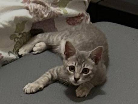 Adozione gatto, maschio, Razza sconosciuta Razza sconosciuta, 4 mesi, taglia non valida, Pisa