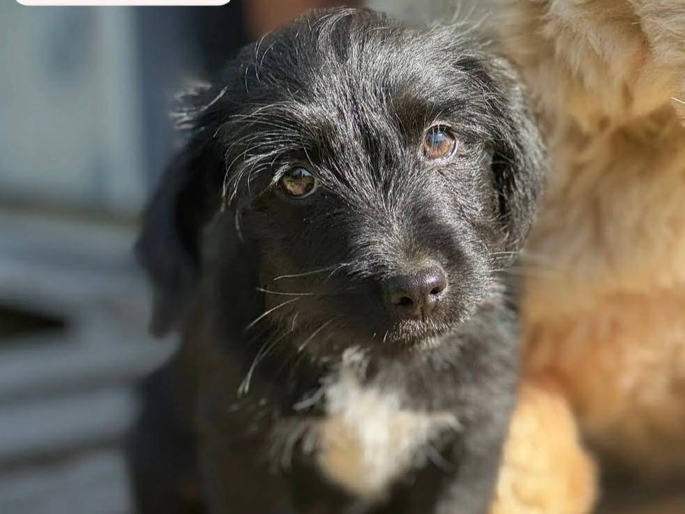Adozione cane, femmina, Razza sconosciuta Razza sconosciuta, 2 mesi, taglia piccola, Firenze