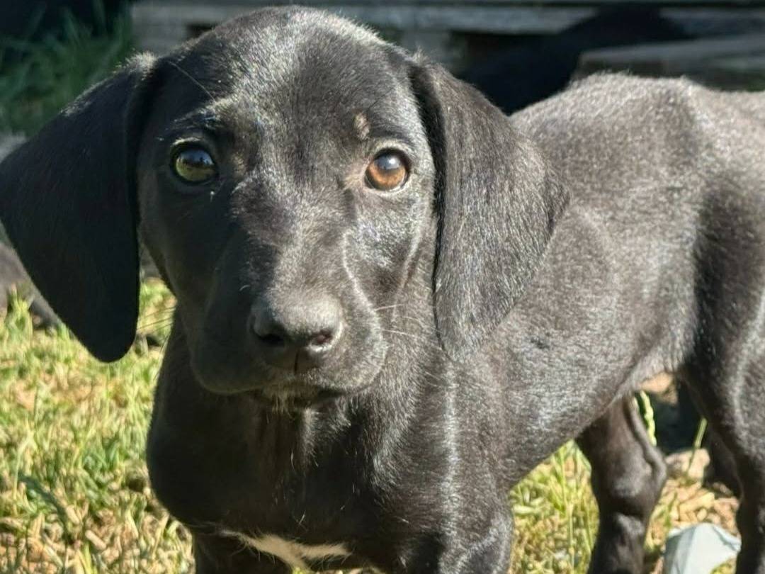 Adotta un cane, femmina, 2 mesi, Firenze