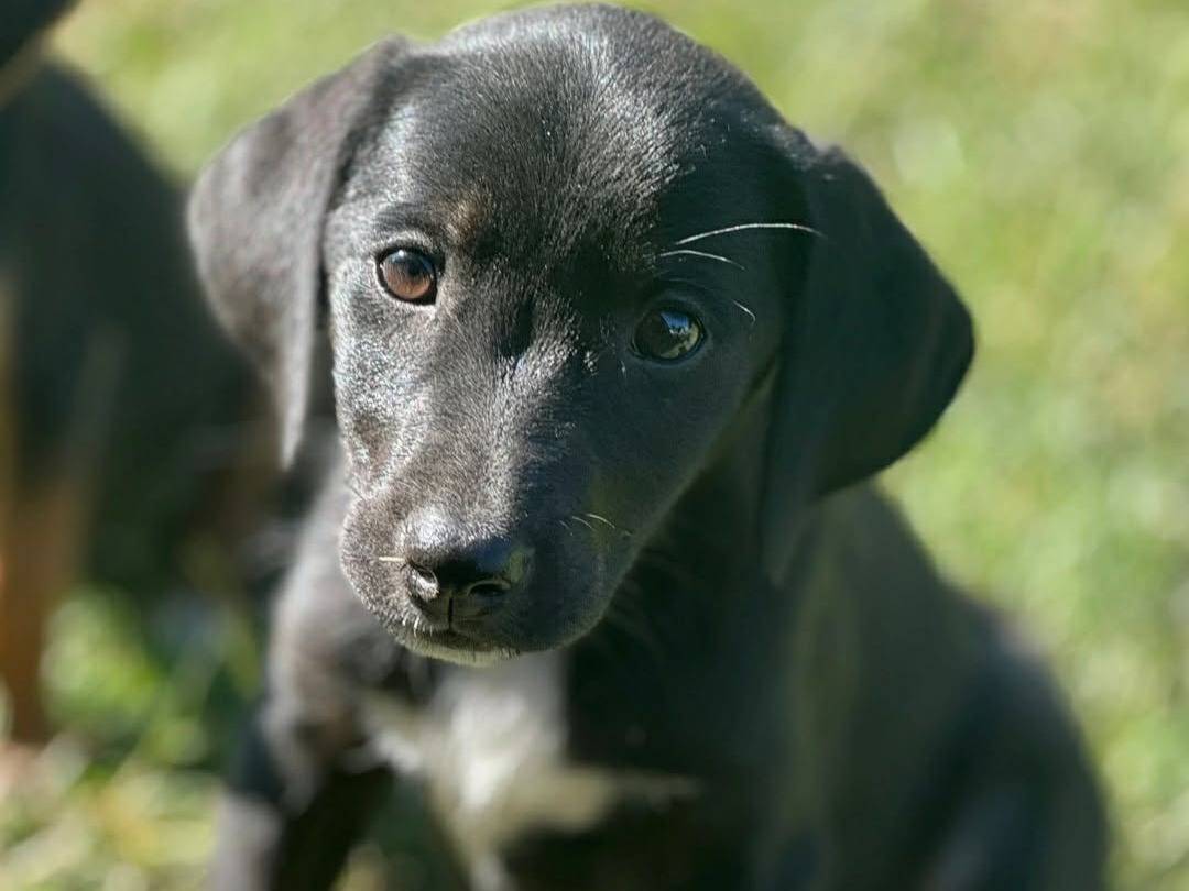 Adotta un cane, taglia piccola, femmina, Firenze