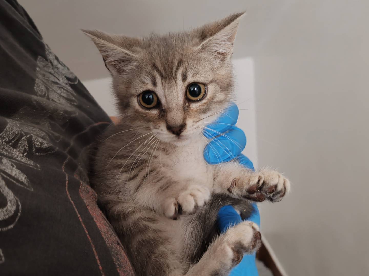 Adotta un gatto, maschio, 4 mesi, Pisa