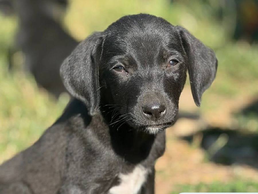 Adotta un cane, taglia piccola, maschio, Firenze