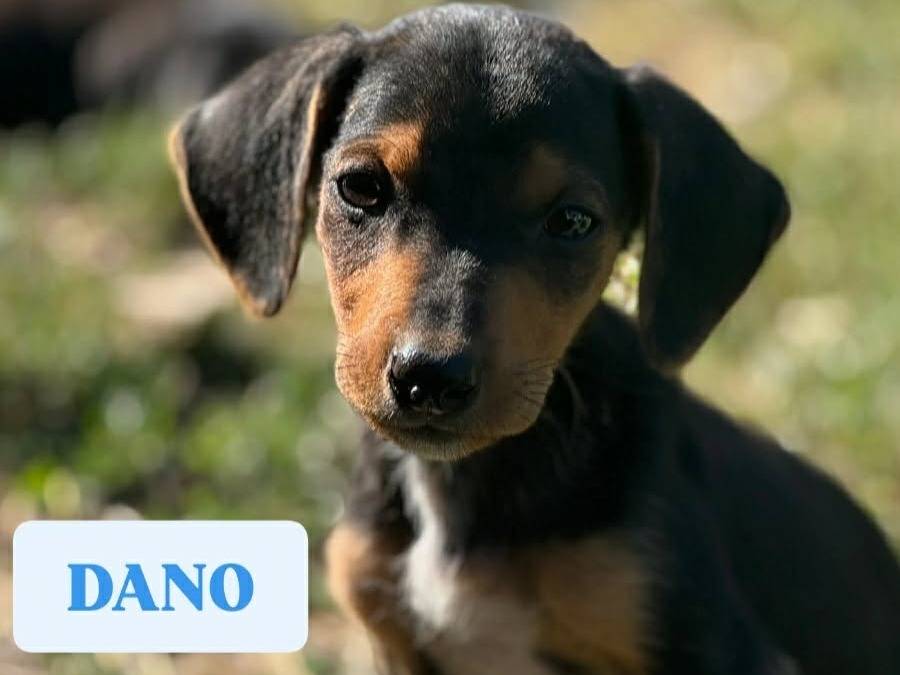 Adozione cane, maschio, Razza sconosciuta Razza sconosciuta, 3 mesi, taglia piccola, Firenze
