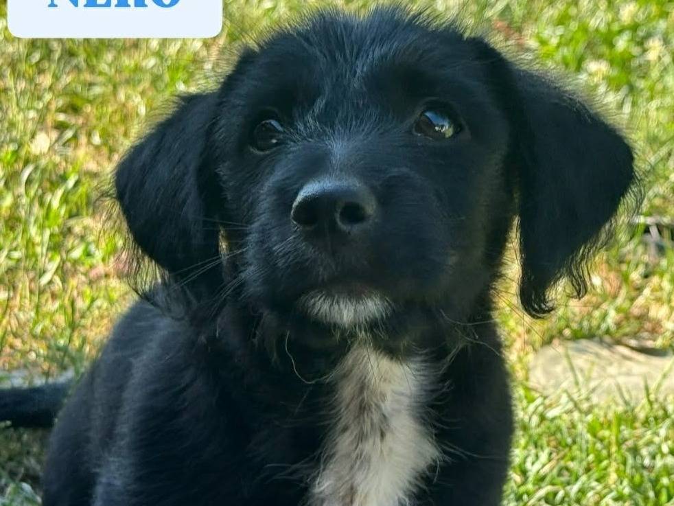 Vuoi adottare un cane a Firenze?