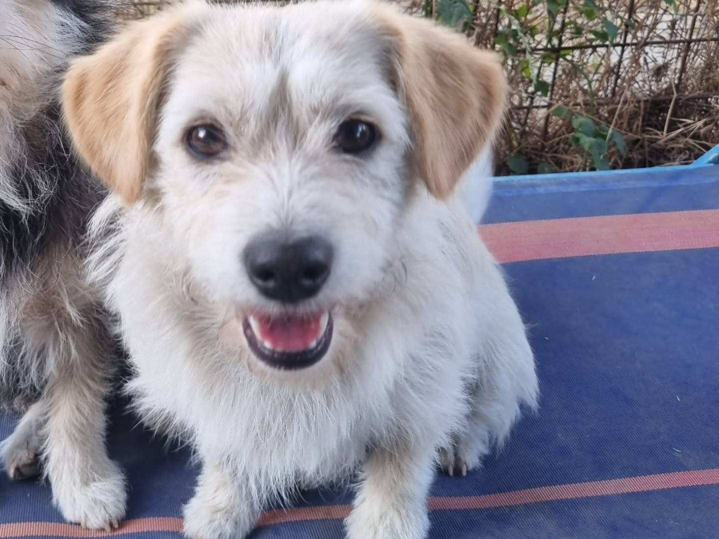 Adozione cane, femmina, Razza sconosciuta Razza sconosciuta, 1 anno e 8 mesi, taglia media contenuta, Roma