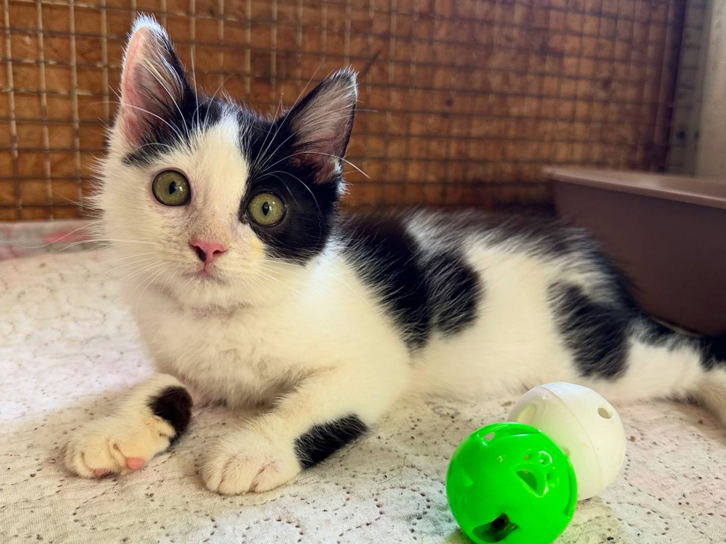 Adozione gatto, maschio, Razza sconosciuta Razza sconosciuta, 2 mesi, taglia non valida, Roma